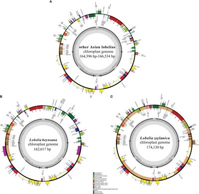 Plastome evolution in the East Asian lobelias (Lobelioideae) using phylogenomic and comparative analyses